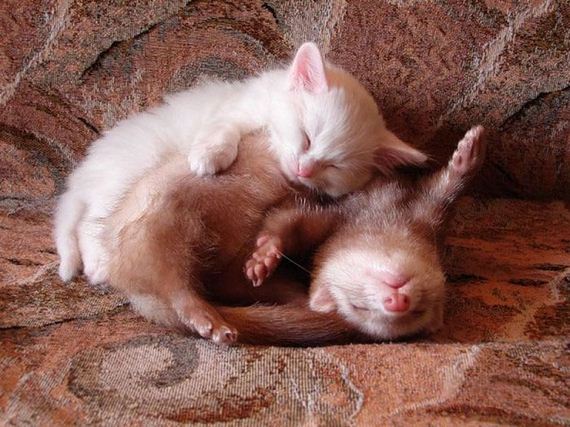 cute_animals_sleeping_pillows