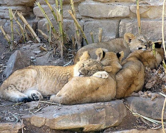 cute_animals_sleeping_pillows
