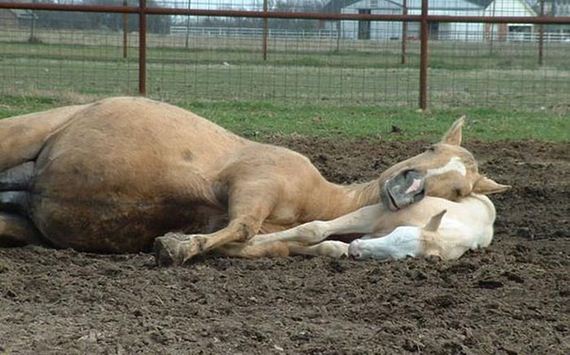 cute_animals_sleeping_pillows