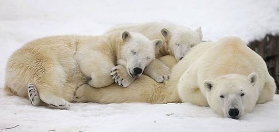 cute_animals_sleeping_pillows