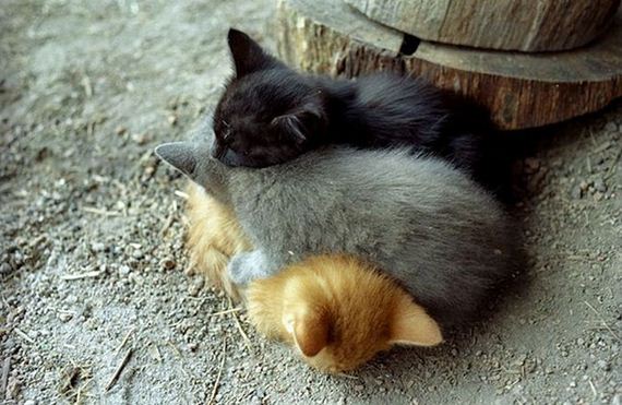 cute_animals_sleeping_pillows