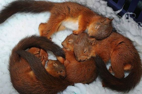 cute_animals_sleeping_pillows