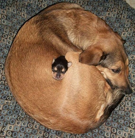 cute_animals_sleeping_pillows