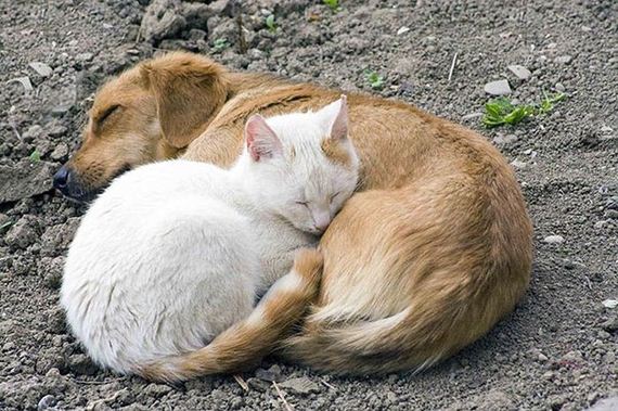 cute_animals_sleeping_pillows