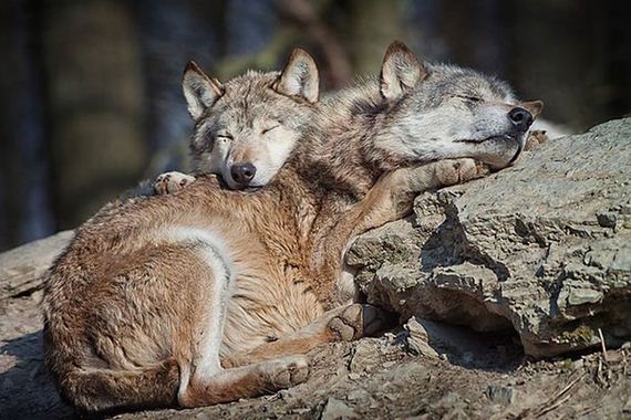 cute_animals_sleeping_pillows