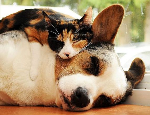cute_animals_sleeping_pillows