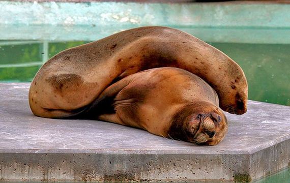 cute_animals_sleeping_pillows