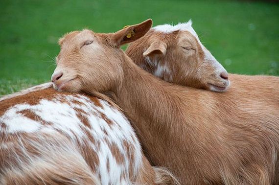 cute_animals_sleeping_pillows