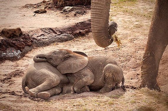 cute_animals_sleeping_pillows
