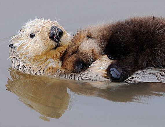 cute_animals_sleeping_pillows