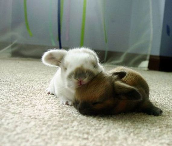cute_animals_sleeping_pillows