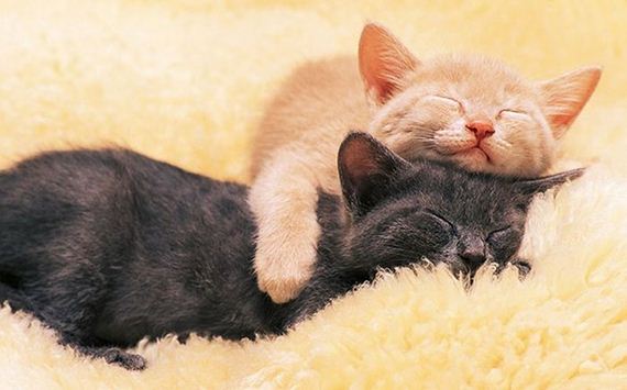 cute_animals_sleeping_pillows