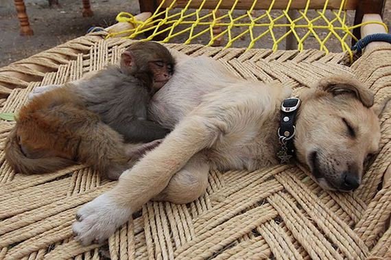 cute_animals_sleeping_pillows