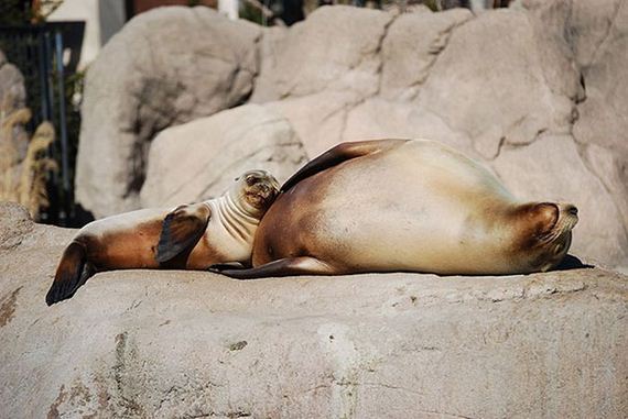 cute_animals_sleeping_pillows