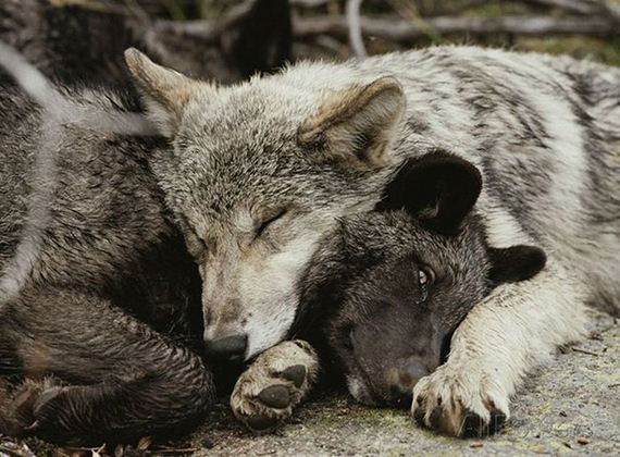 cute_animals_sleeping_pillows