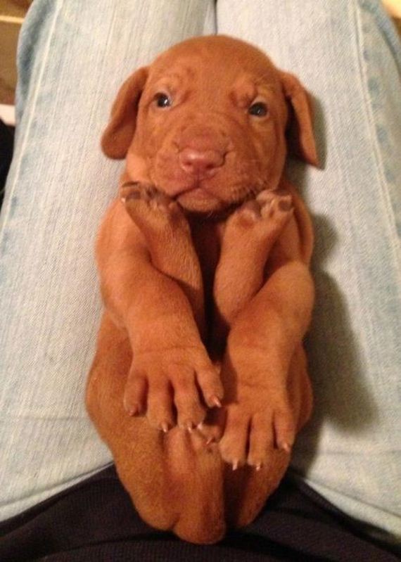 cute_dogs