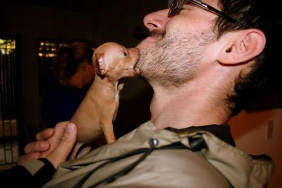 cute_dogs