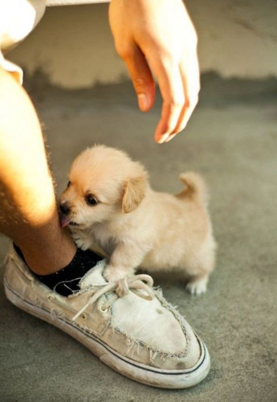 cute_dogs