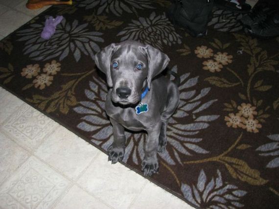 cute_dogs
