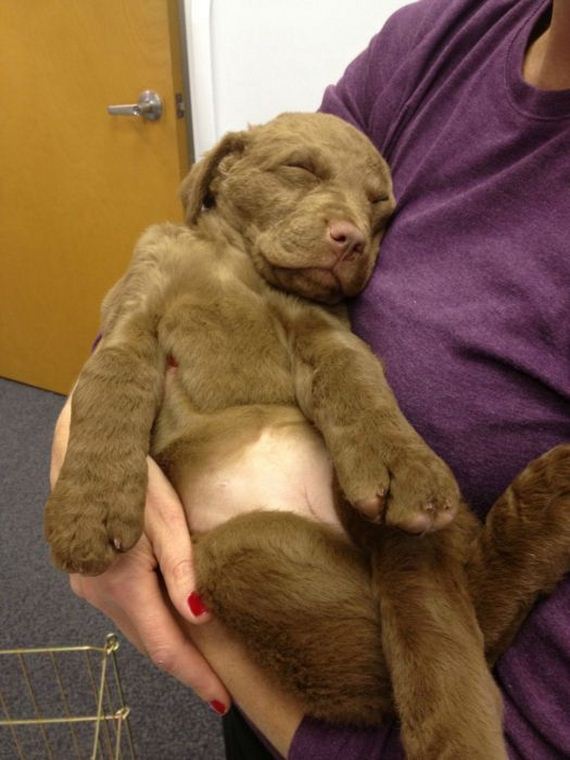 cute_dogs