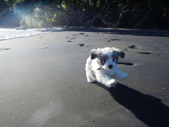 cute_dogs