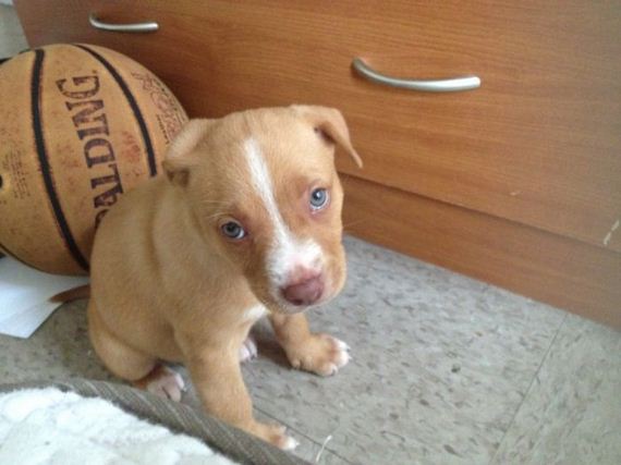 cute_dogs