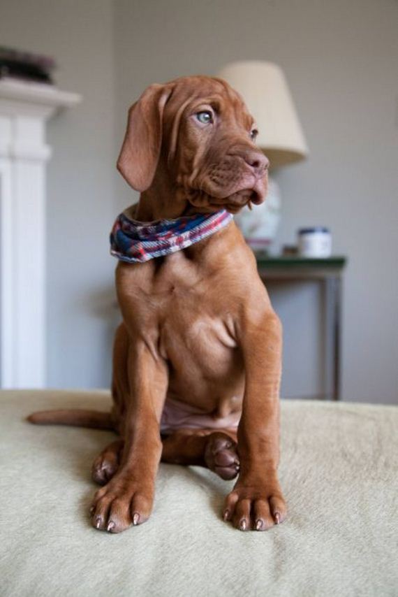 cute_dogs