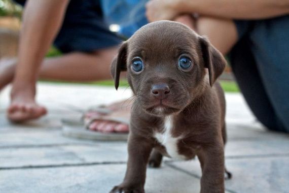 cute_dogs