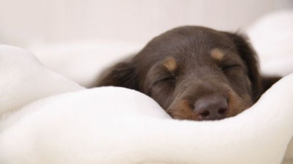 cute_dogs