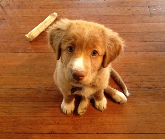 cute_dogs