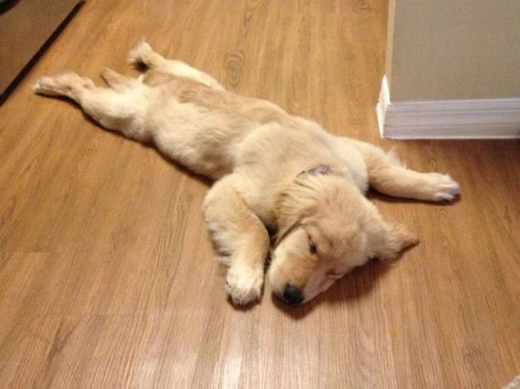 cute_dogs