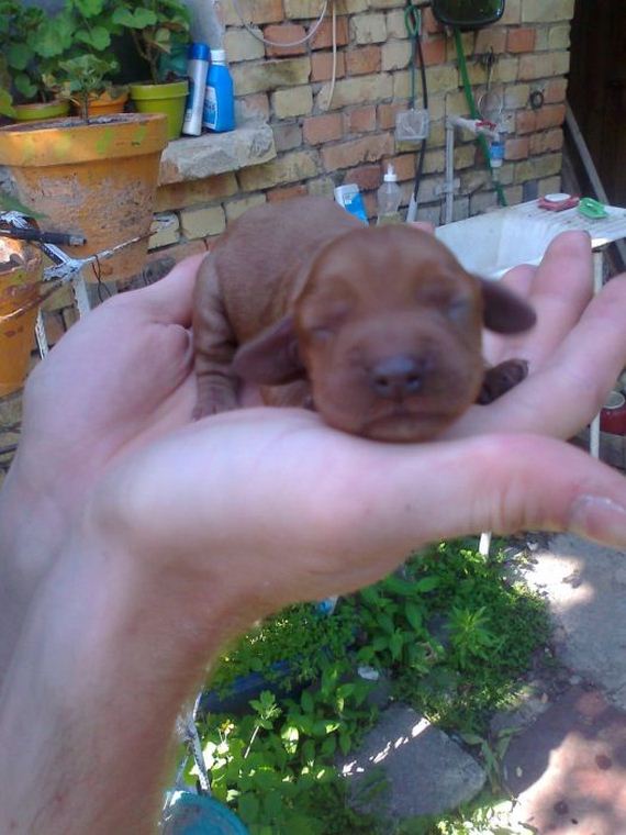 cute_dogs