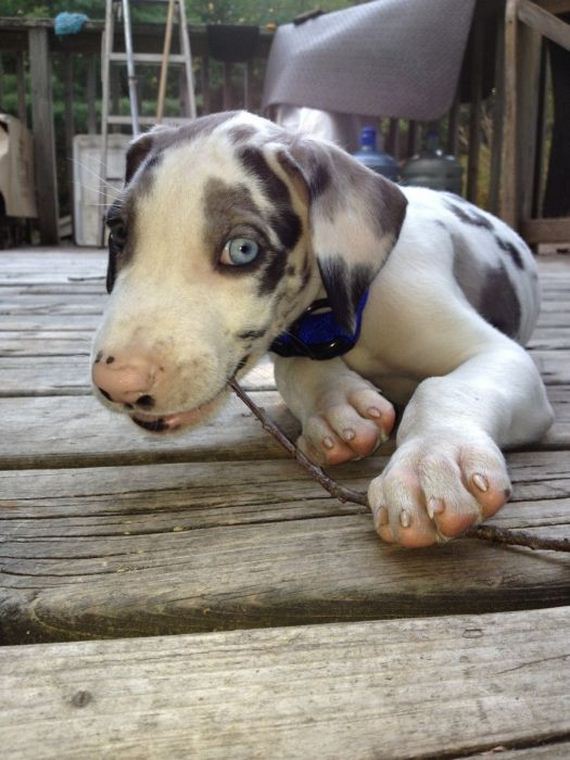 cute_dogs