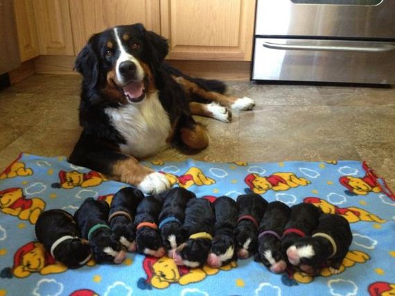 cute_dogs