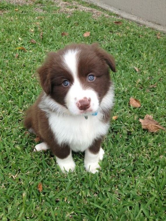 cute_dogs