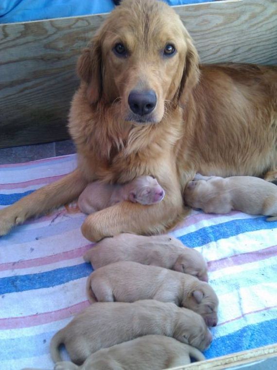 cute_dogs