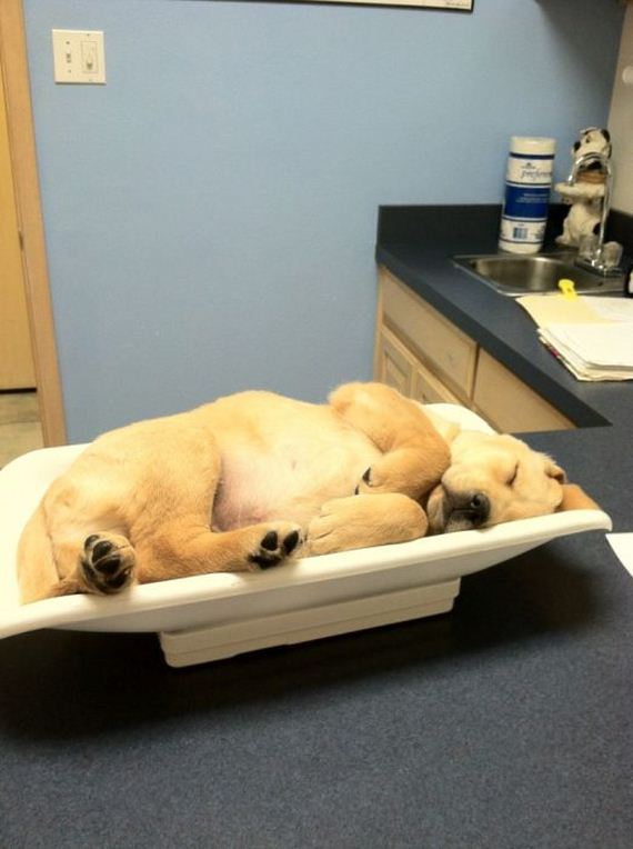 cute_dogs