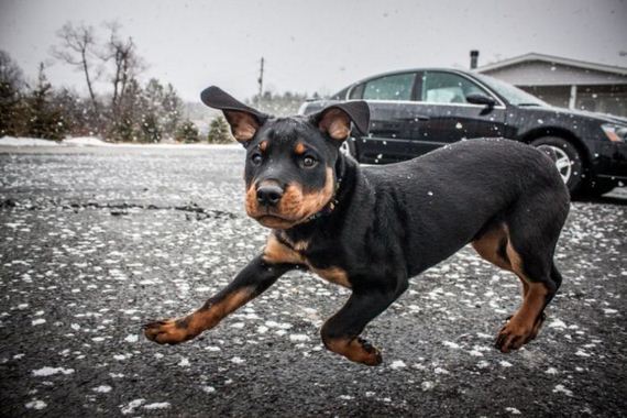 cute_dogs