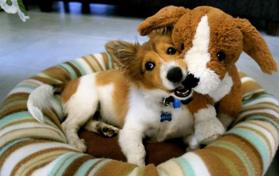 cute_dogs