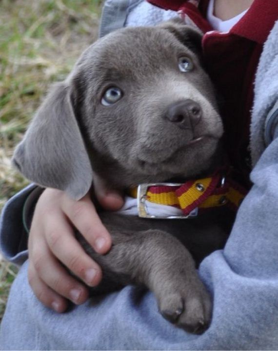 cute_dogs