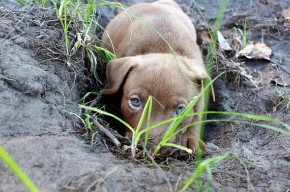cute_dogs