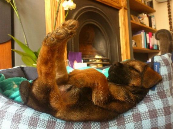 cute_dogs
