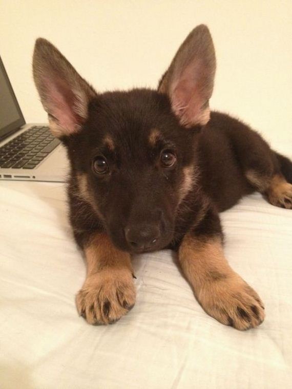 cute_dogs