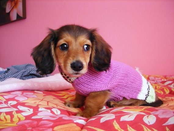 cute_dogs