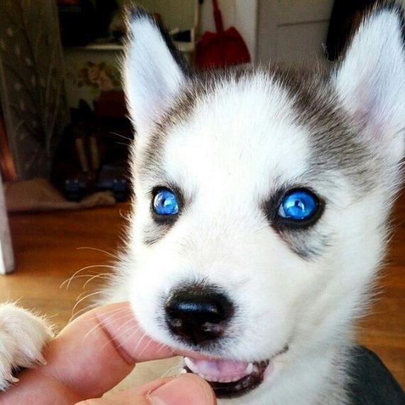 cute_dogs