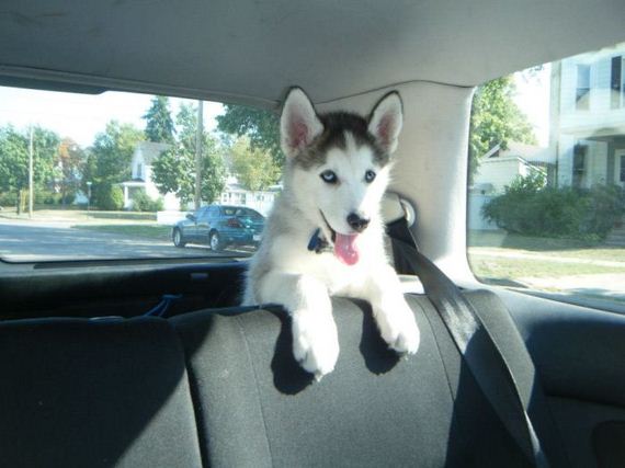 cute_dogs
