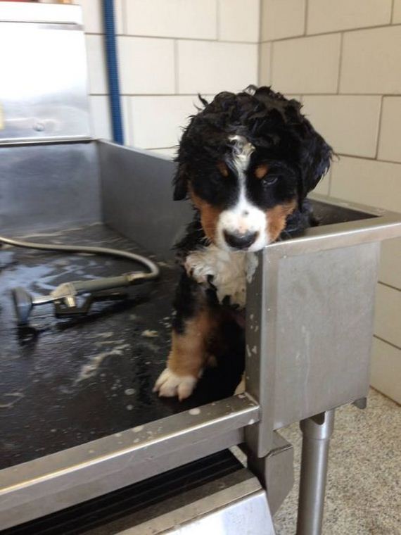 cute_dogs