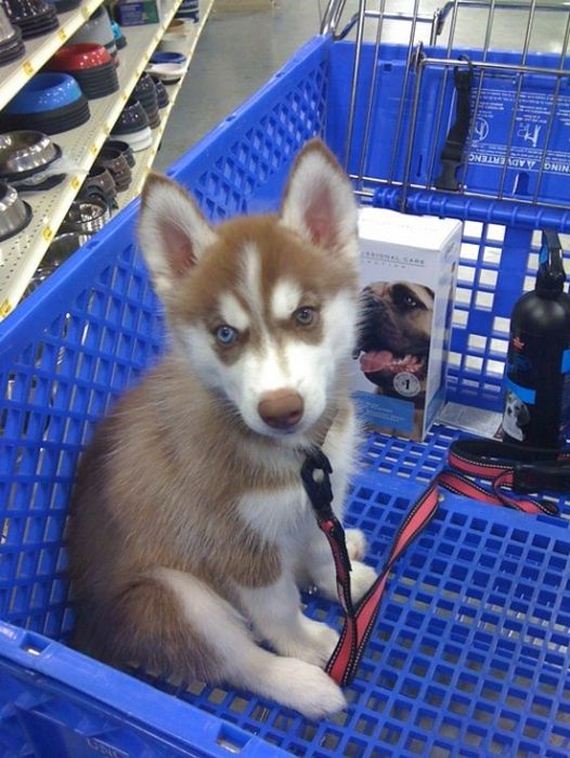 cute_dogs