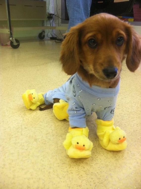 cute_dogs