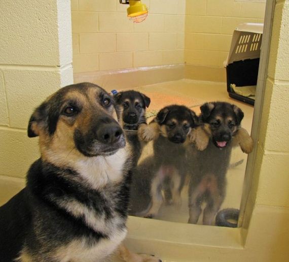 cute_dogs